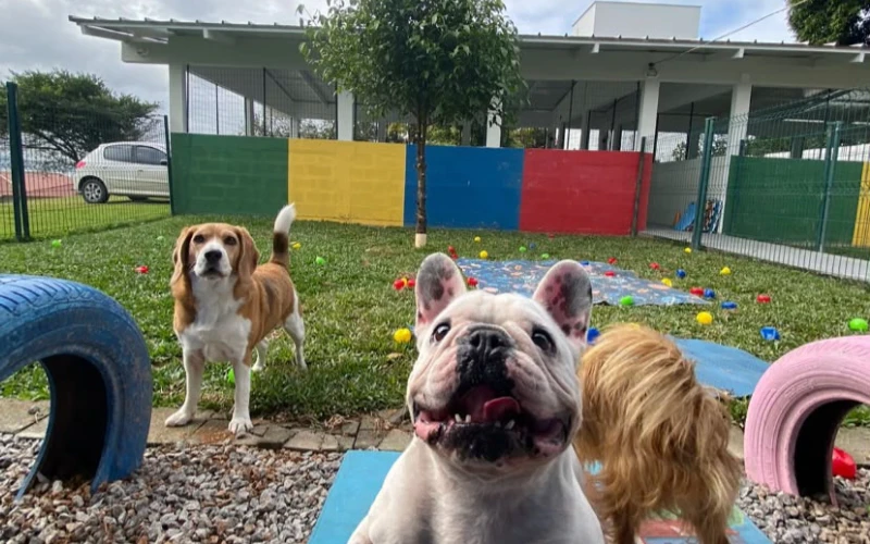 Tratamento periodontal em cães e gatos: sintomas e tratamento